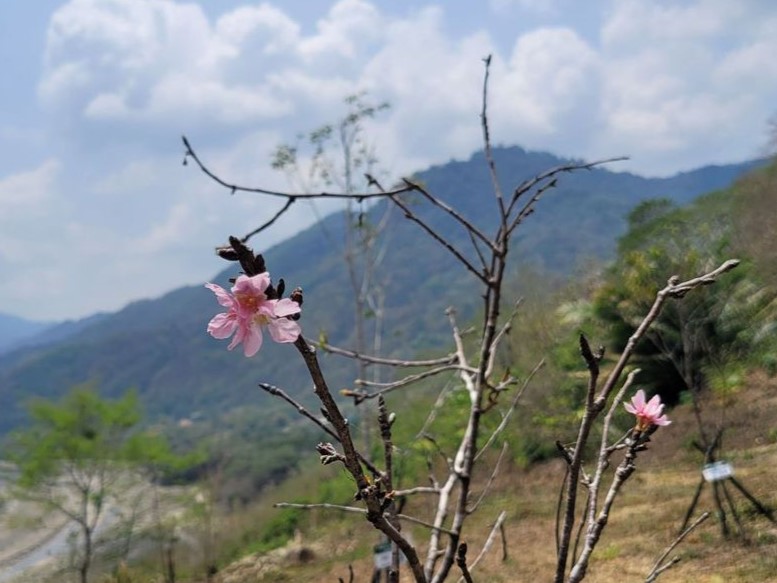 那瑪夏吉巴谷櫻花公園 Bonnie House 植享家 